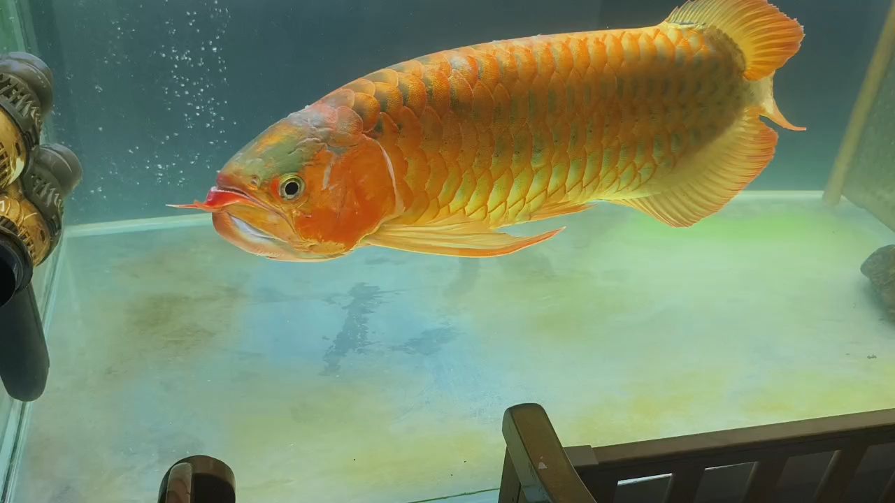 鼓起來(lái)（“鼓起來(lái)”的意義）