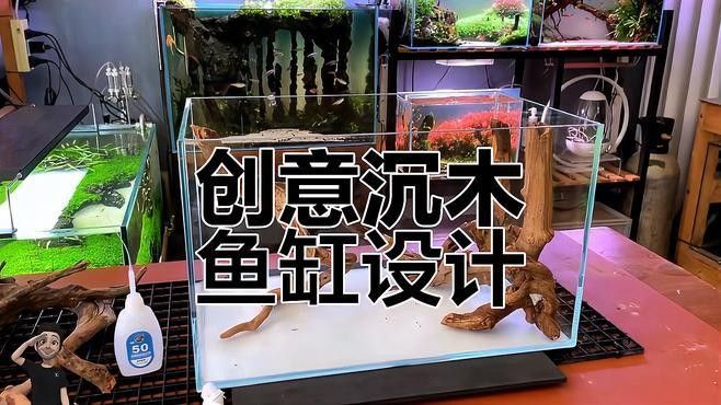 如何固定魚缸中的沉木？（如何固定魚缸中的沉木）