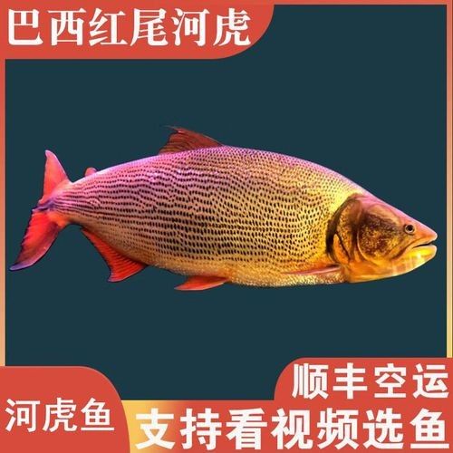 水族世界選秀水晶蝦（水族世界選秀水晶蝦的活動）