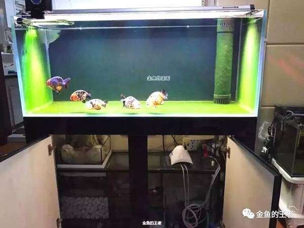 干濕分離盒對龍魚有何影響（干濕分離盒對于龍魚的影響）