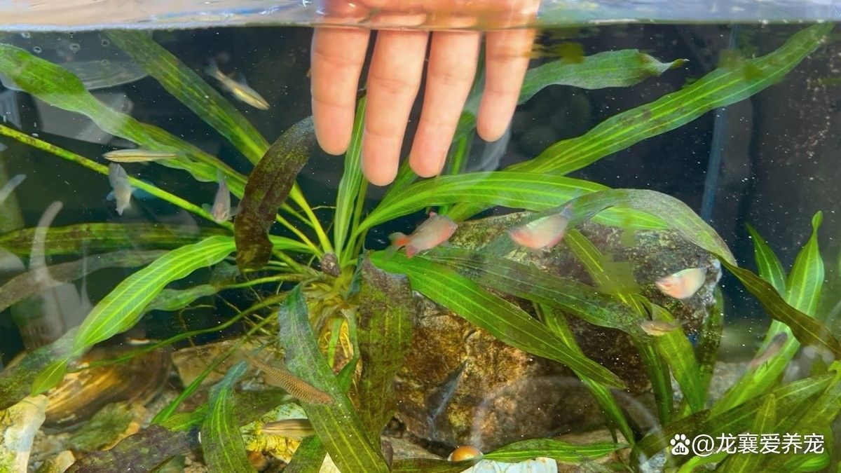 干濕分離盒對龍魚有何影響（干濕分離盒對于龍魚的影響）