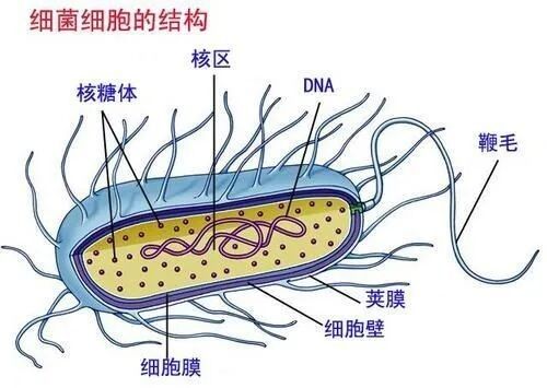 細(xì)菌感染多久會死亡（張文峰主任醫(yī)師三甲細(xì)菌離開人體后能存活多久）