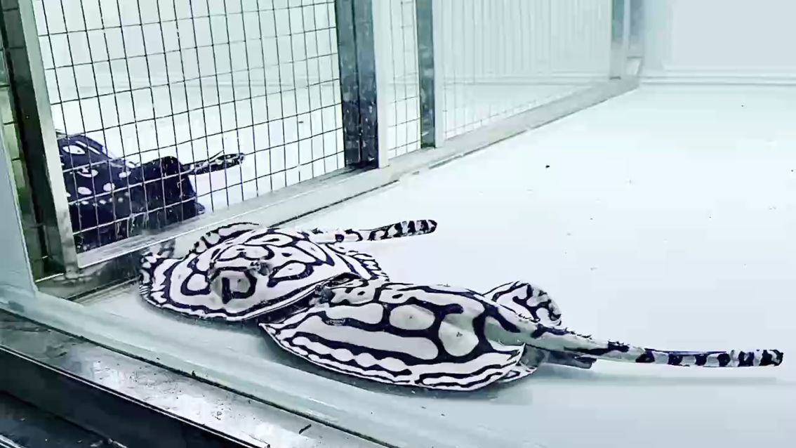 龍魚箭蟲防治指南：龍魚箭蟲防治指南，龍魚箭蟲防治指南（關(guān)于龍魚箭蟲的一些圖片）