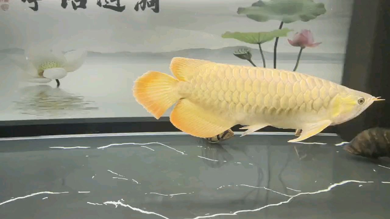魚缸用增氧泵價格是多少:魚缸增氧機-xtrac增氧機-xtrac增氧機 堅持愛好(堅持愛好是一種生活態度) 龍魚論壇 堅持愛好(堅持愛好是一種生活態度) 堅持愛好(堅持愛好是一種生活態度) 龍魚論壇