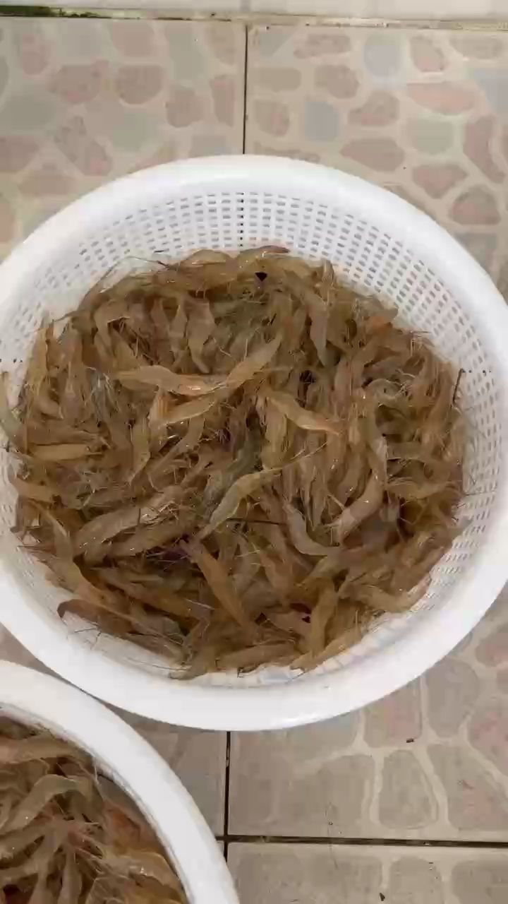 養魟魚越來越難（blazers17評論：魟魚好養活嗎，北京老寧評論很棒）