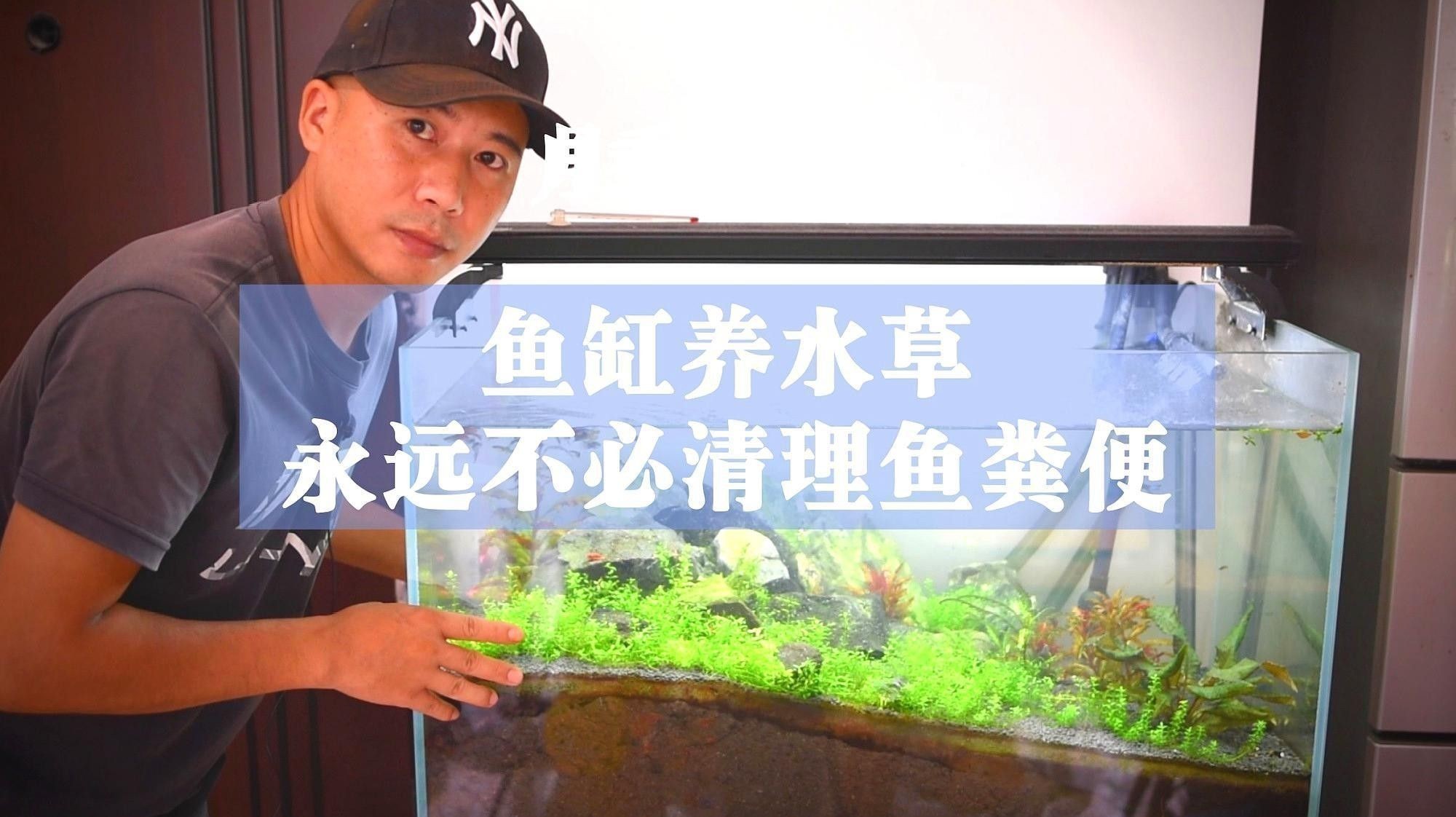 如何種植適合六角龍的水草（六角恐龍魚怎么養(yǎng)） 如何種植適合六角龍的水草（六角恐龍魚怎么養(yǎng)） 龍魚百科 第1張
