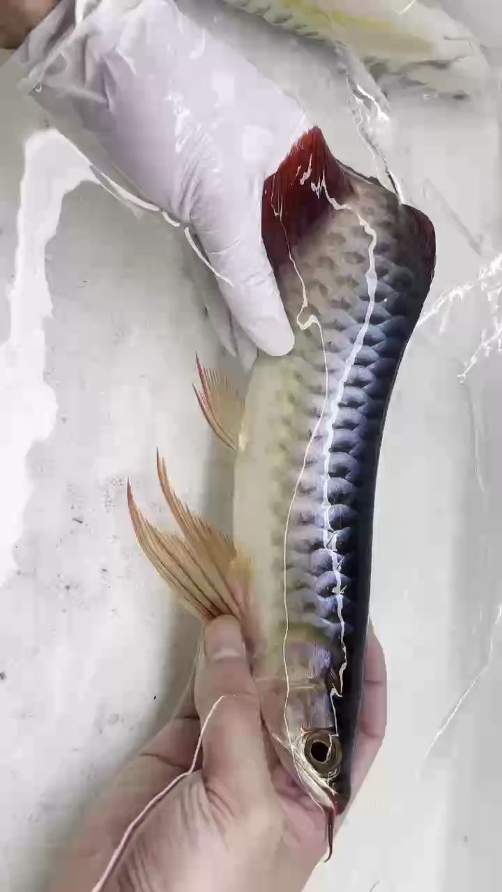 未來一定紅的沒邊（未來科技發展對經濟和社會影響的預測）
