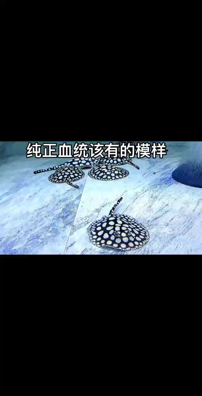 純正血統該有的樣子，圓點石膏白，短船槳尾，花燈眼，布點規整排列有序。（“純正血統該有的樣子，本文旨在探討和描述一種具有純正血統特征的物體或藝術品）