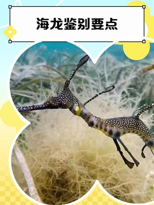 如何辨別淡水海龍魚的品種？（如何辨別淡水海龍魚品種）