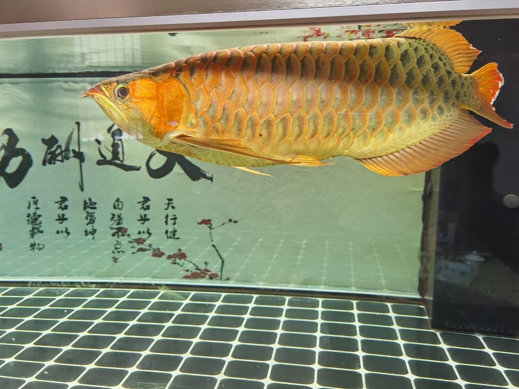 （全球氣候變化對農業的影響及應對策略）