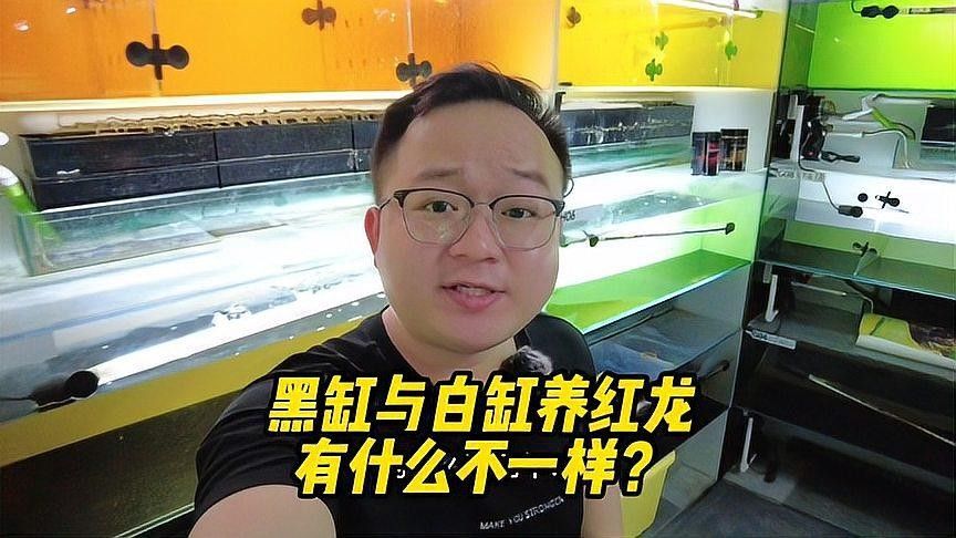 黑缸和白缸對龍魚有何影響？（缸和白缸對龍魚的影響主要體現在光照、水質和空間和空間布局方面） 黑缸和白缸對龍魚有何影響？（缸和白缸對龍魚的影響主要體現在光照、水質和空間和空間布局方面） 龍魚百科 第2張