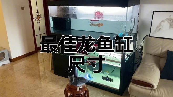 龍魚和虎魚需要多大的魚缸（魚和虎魚的飼養(yǎng)尺寸揭秘龍魚最佳飼養(yǎng)尺寸揭秘）