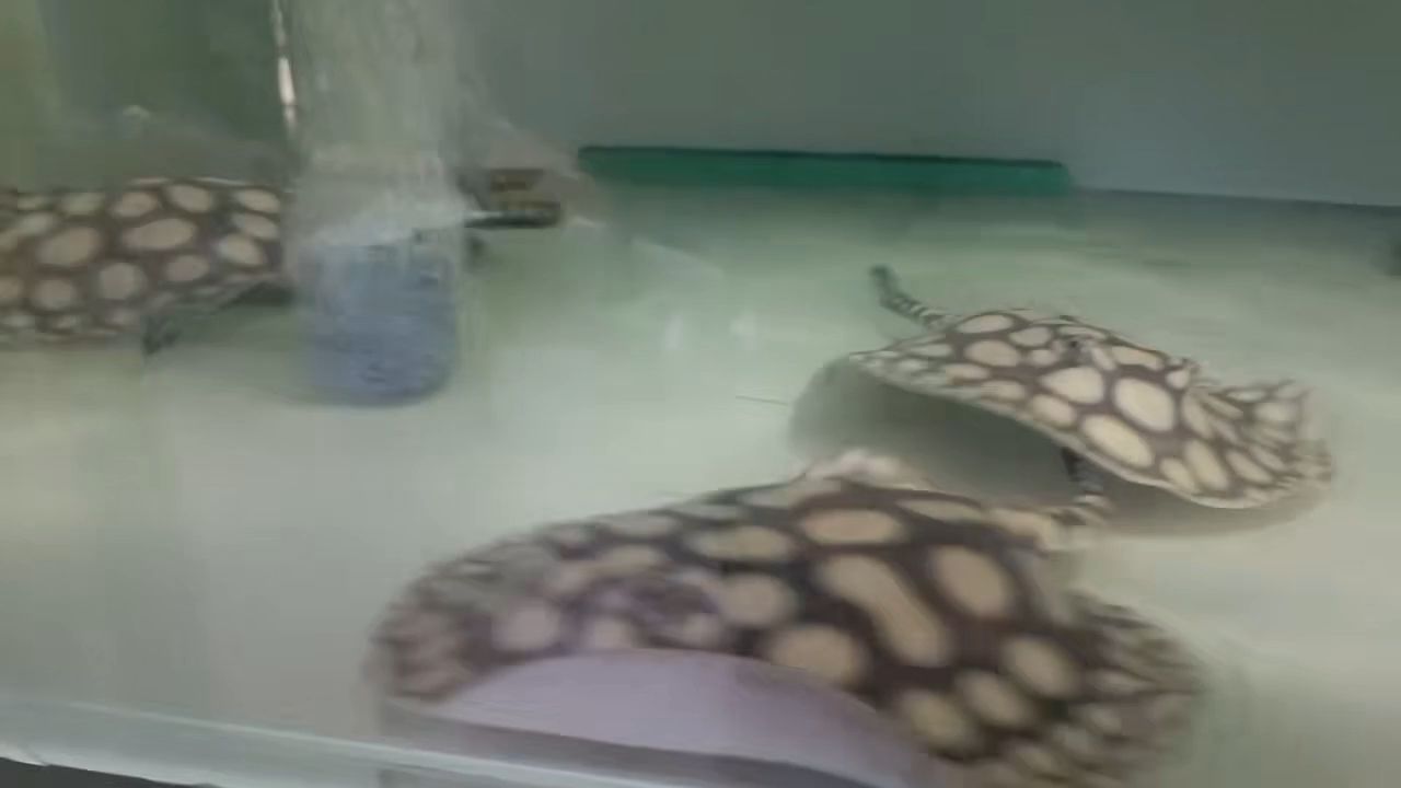 早安（一句“早安”，讓我們開啟美好的一天） 早安（一句“早安”，讓我們開啟美好的一天） 龍魚論壇