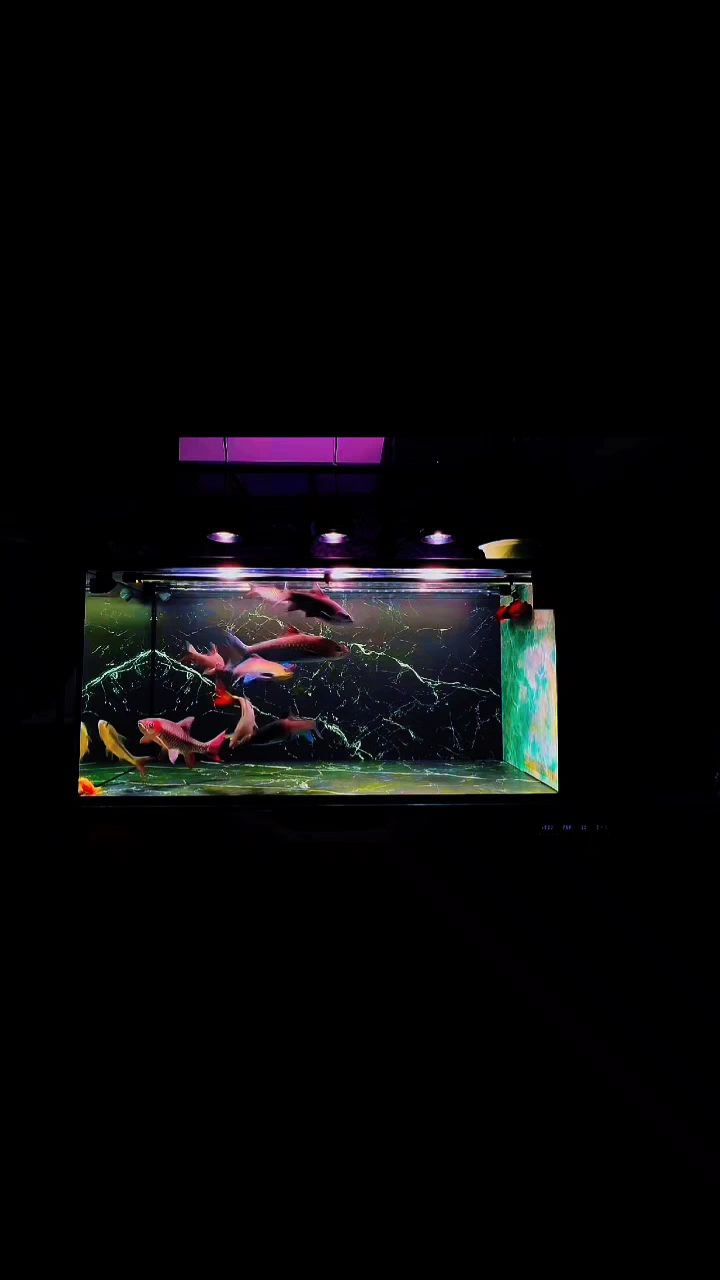 魚缸定制（江浙滬魚缸定制）