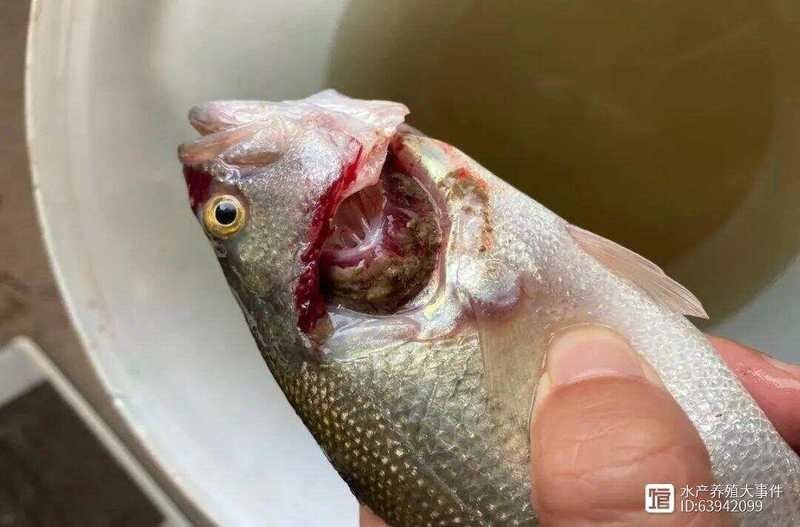 紅龍魚喂小魚需要定期驅(qū)蟲嗎（千河水族，養(yǎng)龍魚應該注意些什么喂魚，最簡單的卻最容易犯錯）