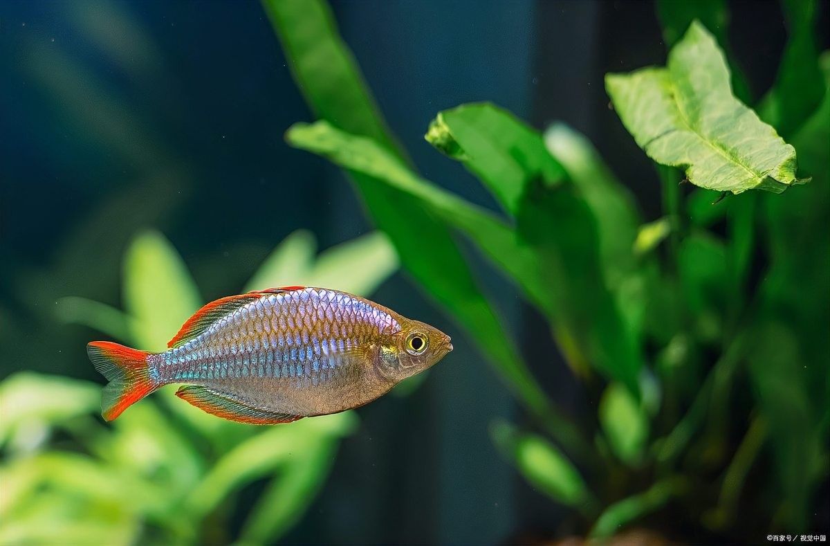 紅龍魚喂小魚需要定期驅(qū)蟲嗎（千河水族，養(yǎng)龍魚應該注意些什么喂魚，最簡單的卻最容易犯錯）