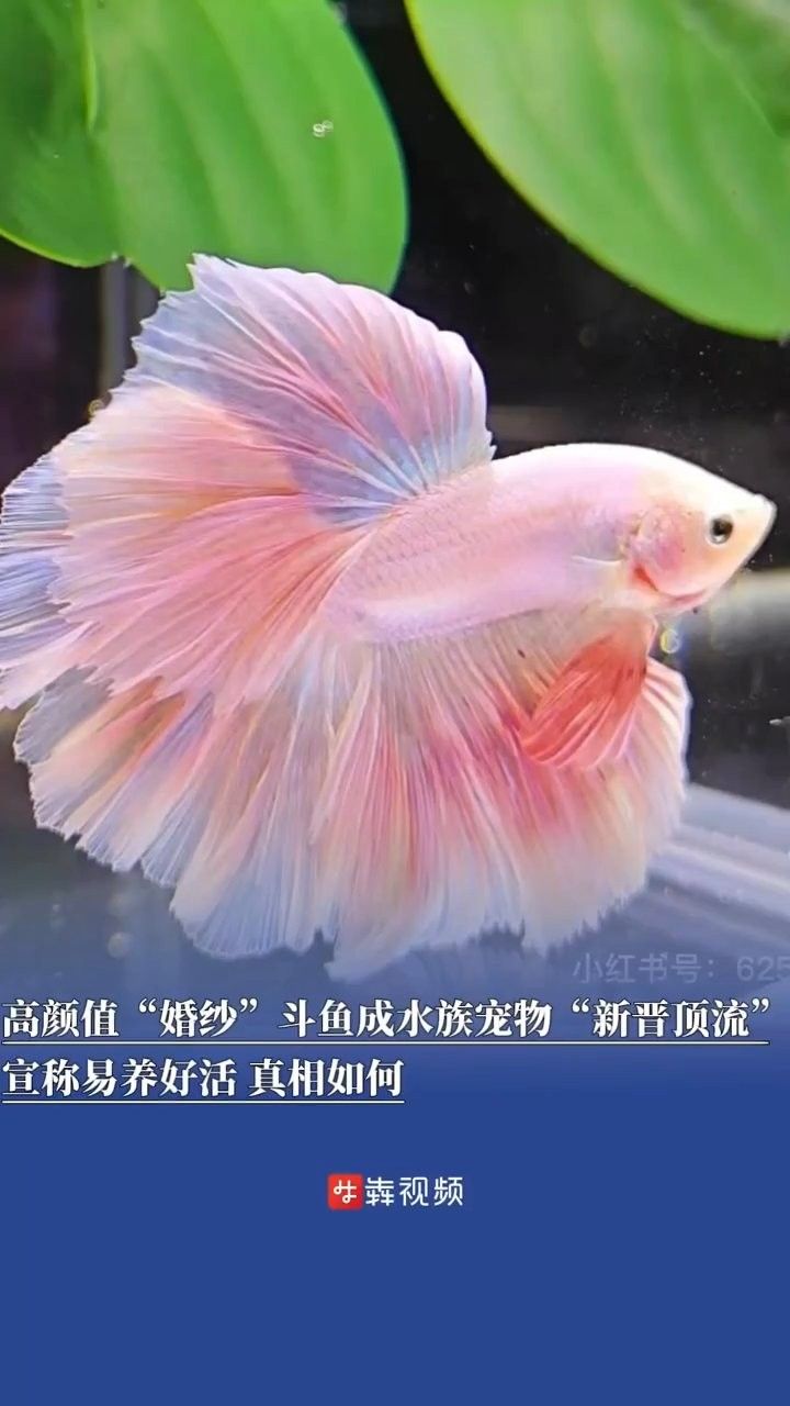左權哪個水族館龍魚好？祥龍魚場龍魚（左權水族館和祥龍魚場哪個水族館的龍魚更好）