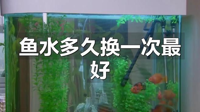 馬古龍魚飼養(yǎng)注意事項（飼養(yǎng)馬古龍魚需要注意哪些事項） 馬古龍魚飼養(yǎng)注意事項（飼養(yǎng)馬古龍魚需要注意哪些事項） 龍魚百科 第4張
