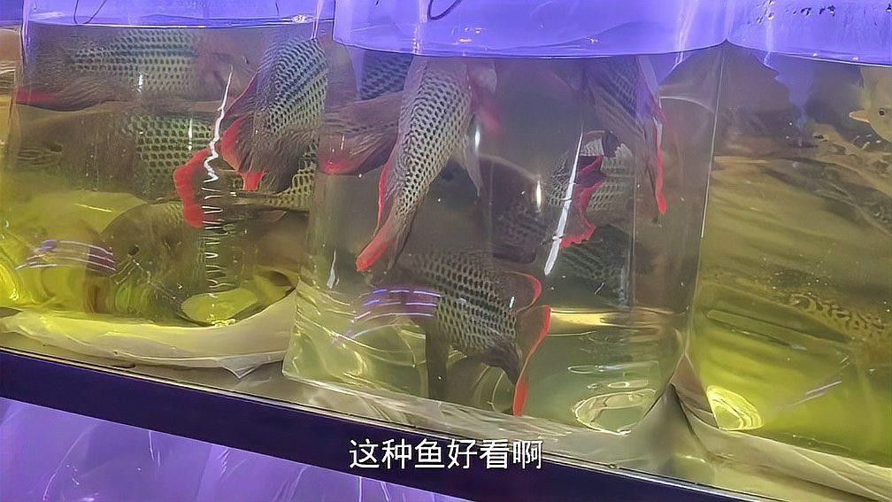 廣州哪里賣龍魚比較靠譜（廣州哪里可以買龍魚？）