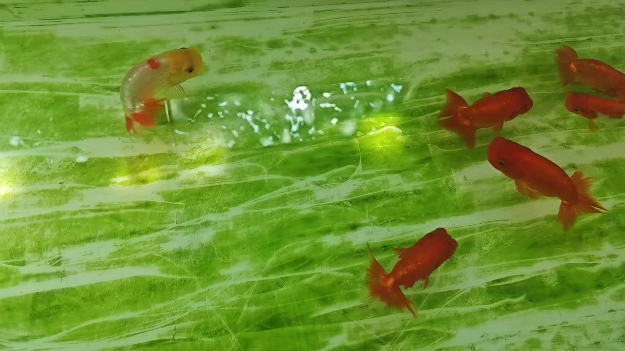 魚缸用增氧泵價格是多少:魚缸增氧機(jī)-xtrac增氧機(jī)-xtrac增氧機(jī) 人生需要一些愛好來緩解這如此無趣生活!(tzx評論:人生需要一些愛好來緩解這如此無趣生活) 龍魚論壇 人生需要一些愛好來緩解這如此無趣生活!(tzx評論:人生需要一些愛好來緩解這如此無趣生活) 人生需要一些愛好來緩解這如此無趣生活!(tzx評論:人生需要一些愛好來緩解這如此無趣生活) 龍魚論壇