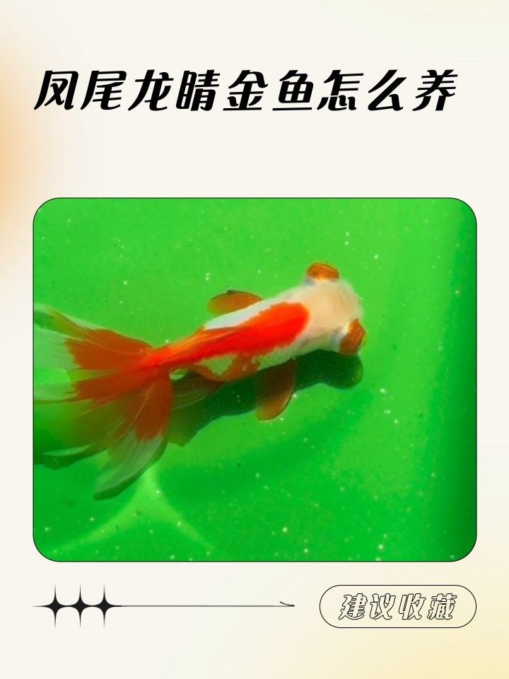 如何養(yǎng)殖龍睛魚（養(yǎng)殖龍睛魚的基本步驟）