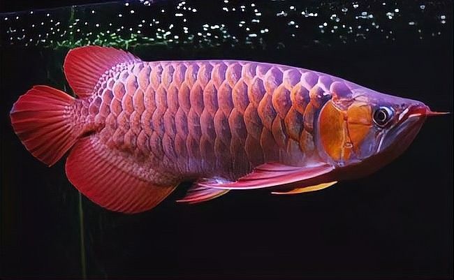 紅龍魚的最佳回收時機