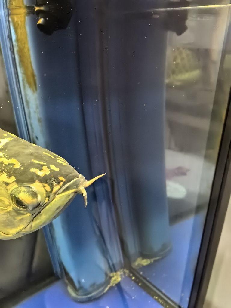 請問龍魚須上的白點是外寄嗎？（魚須上的白點是外寄嗎龍魚須上的白點是外寄嗎）