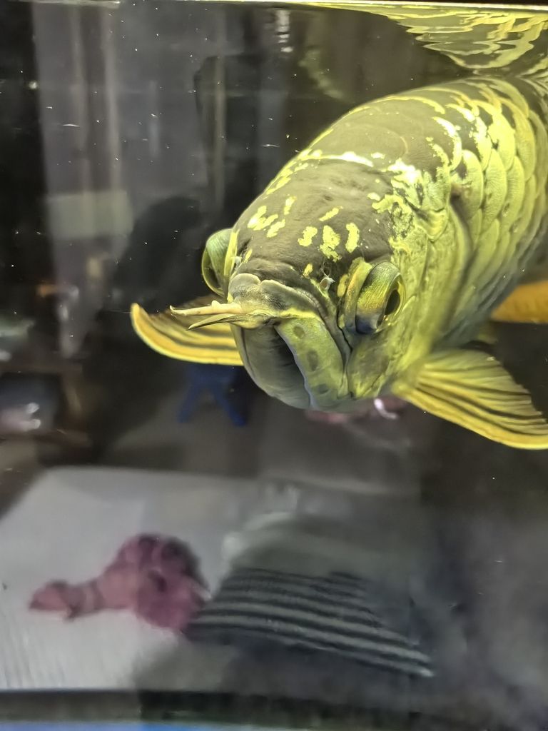 請問龍魚須上的白點是外寄嗎？（魚須上的白點是外寄嗎龍魚須上的白點是外寄嗎）