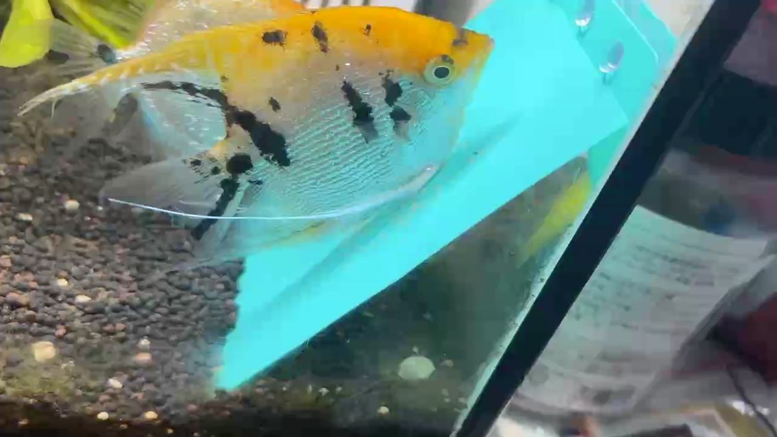 燕魚（燕魚的生活習性）