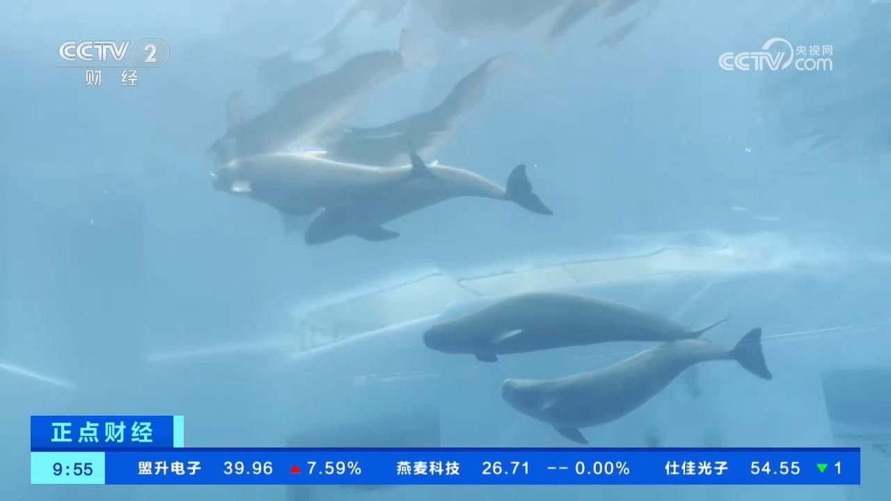 祥龍魚場提供龍魚缸銷售嗎？，“祥龍魚場”是否提供龍魚缸銷售信息