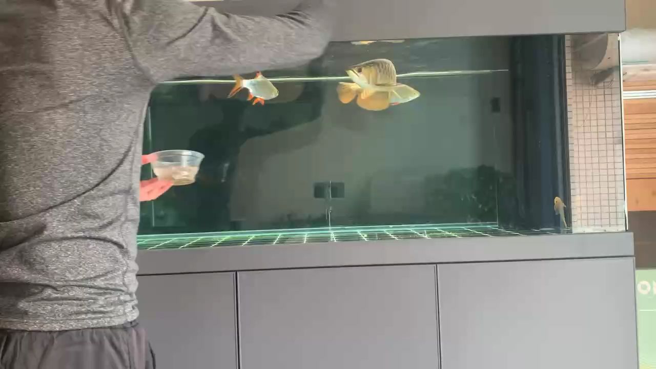 金龍喂食（春節期間，金龍喂食與民間傳說有關，金雞暢天下評論很贊）