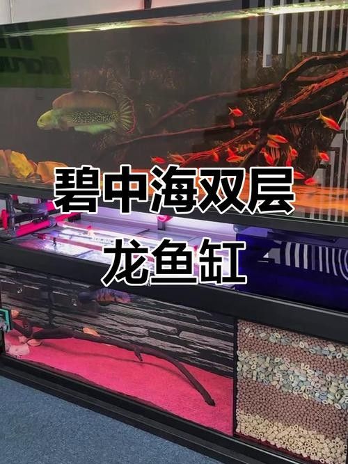 龍魚缸中層魚的最佳混養搭配（魚缸中層魚的最佳混養搭配）
