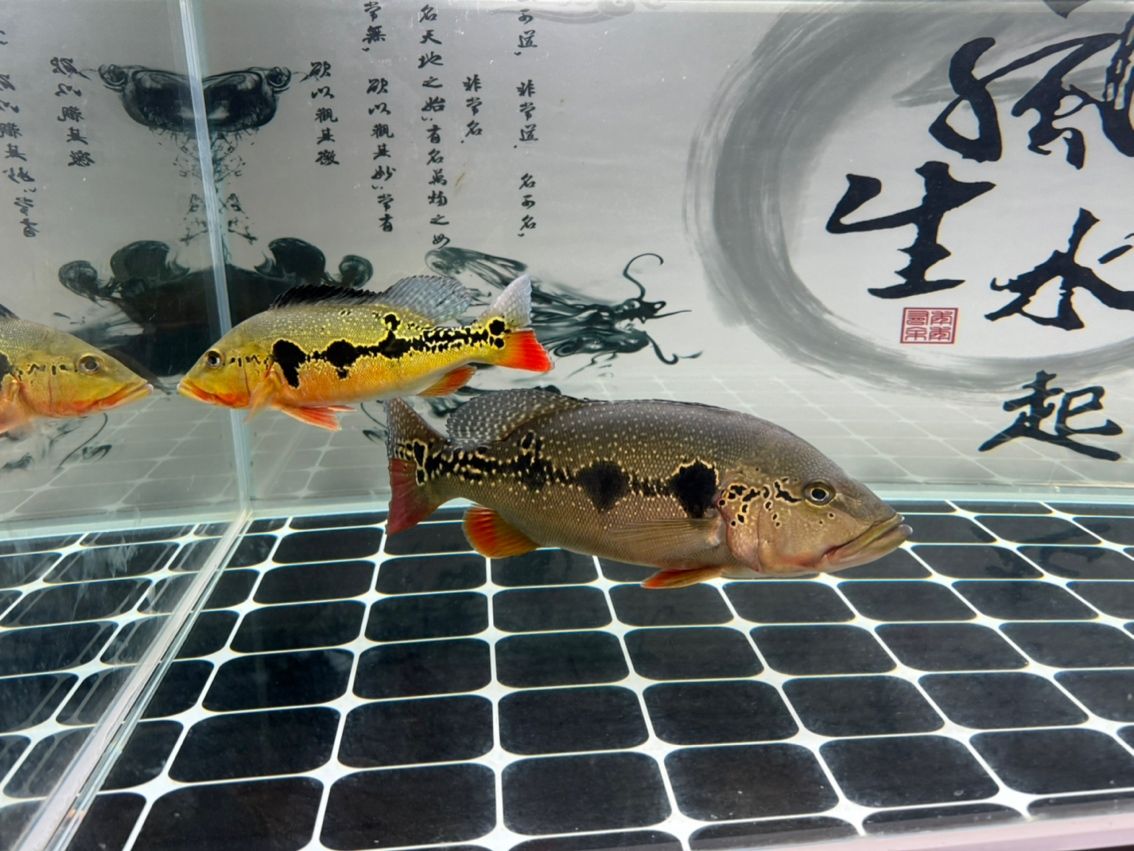 新近一Fogo（關于“新近一fogo”的通用摘要）