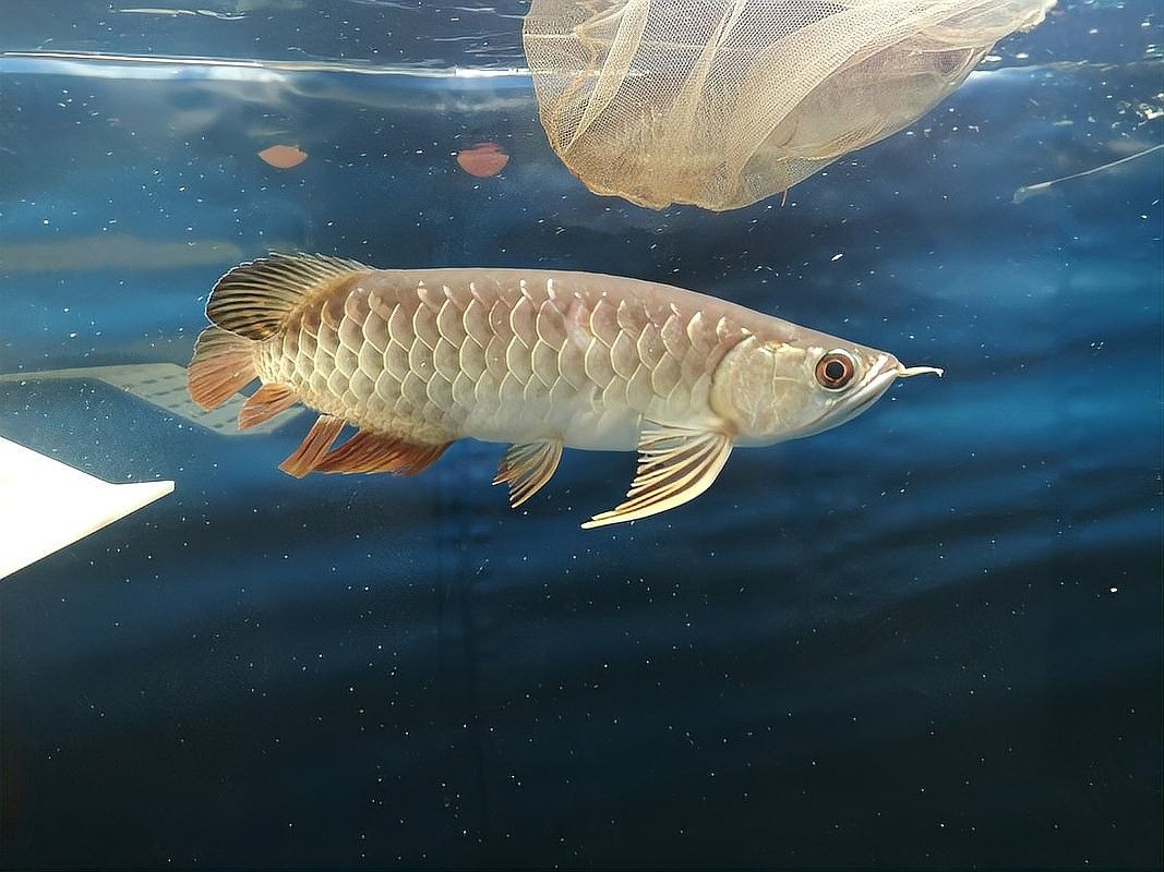 如何減少蝙蝠鯧魚和龍魚之間的沖突（如何減少蝙蝠鯧魚和龍魚之間的沖突，蝙蝠鯧魚和龍魚之間的沖突）