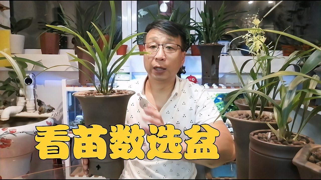 紅龍字蘭花需要多大的花盆（紅龍字蘭花的養(yǎng)護(hù)方法）