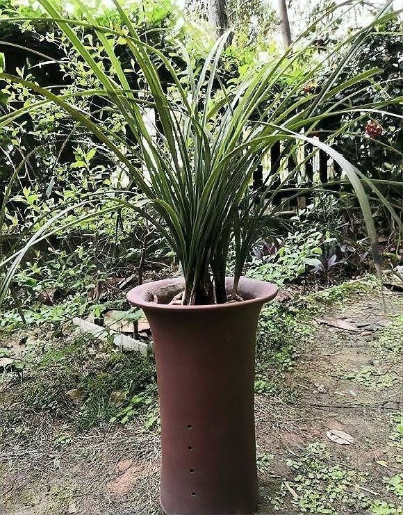紅龍字蘭花需要多大的花盆（紅龍字蘭花的養(yǎng)護(hù)方法）