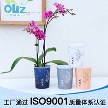 紅龍字蘭花需要多大的花盆（紅龍字蘭花的養(yǎng)護(hù)方法）