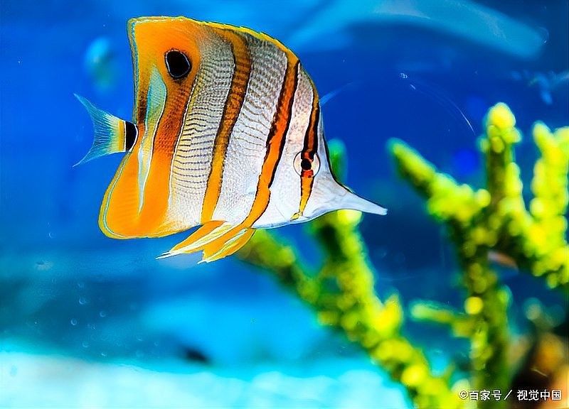 藍龍魚適合新手養殖嗎（新手養殖藍曼龍魚的技巧）