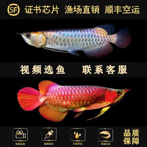 給我幾張極品紅龍魚的圖片（幾張極品紅龍魚的圖片）