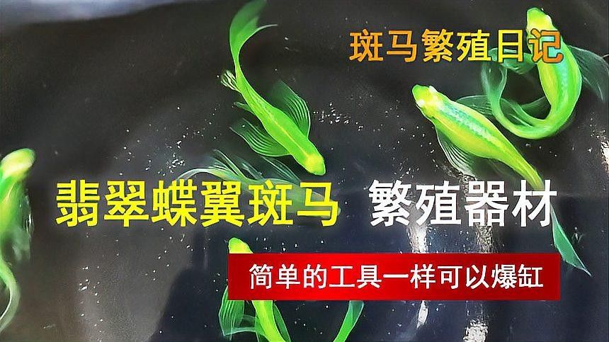 繁殖缸中需要哪些設(shè)備？（南美短鯛繁殖缸繁殖缸設(shè)置及選型建議）