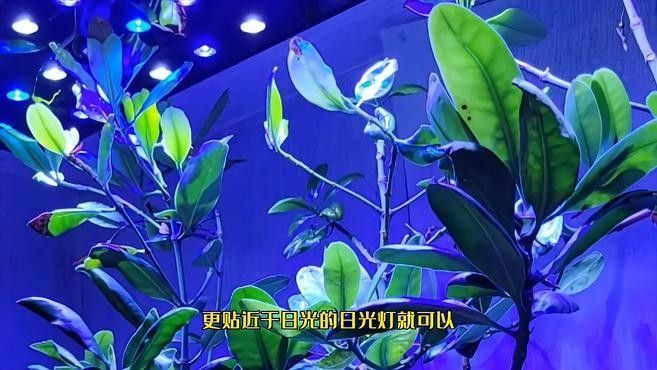 繁殖缸中需要哪些設(shè)備？（南美短鯛繁殖缸繁殖缸設(shè)置及選型建議）