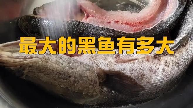 非洲黑龍魚的最大體長是多少（非洲黑龍魚的最大體長可達1米，但具體數值可能會因） 非洲黑龍魚的最大體長是多少（非洲黑龍魚的最大體長可達1米，但具體數值可能會因） 龍魚百科 第1張