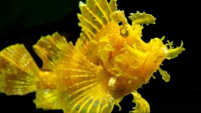 非洲黑龍魚的最大體長是多少（非洲黑龍魚的最大體長可達1米，但具體數值可能會因） 非洲黑龍魚的最大體長是多少（非洲黑龍魚的最大體長可達1米，但具體數值可能會因） 龍魚百科 第2張