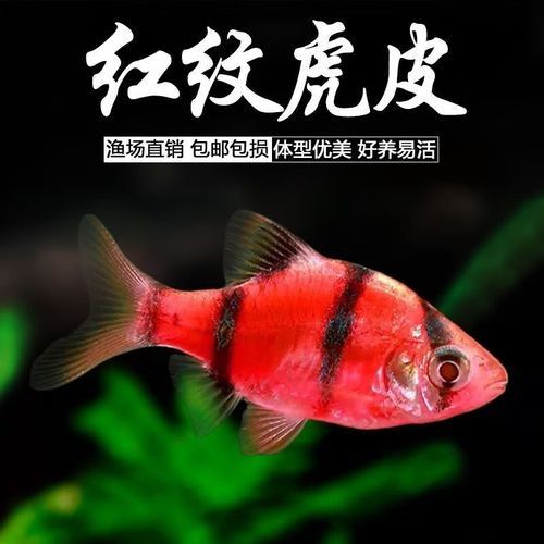 如何選擇性格溫順的紅老虎魚？（性格溫順的紅老虎魚怎么養(yǎng)養(yǎng)虎皮魚這3點(diǎn)細(xì)節(jié)做到位）