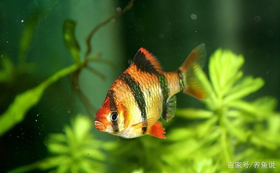 如何選擇性格溫順的紅老虎魚？（性格溫順的紅老虎魚怎么養(yǎng)養(yǎng)虎皮魚這3點(diǎn)細(xì)節(jié)做到位）
