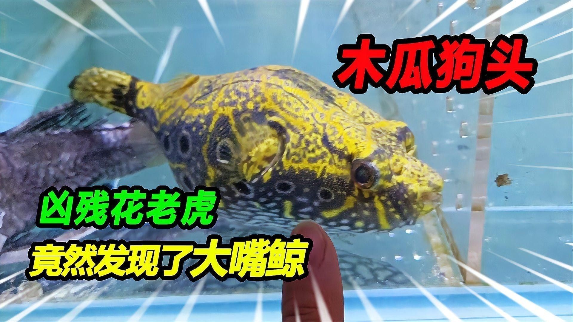 如何選擇性格溫順的紅老虎魚？（性格溫順的紅老虎魚怎么養(yǎng)養(yǎng)虎皮魚這3點(diǎn)細(xì)節(jié)做到位）