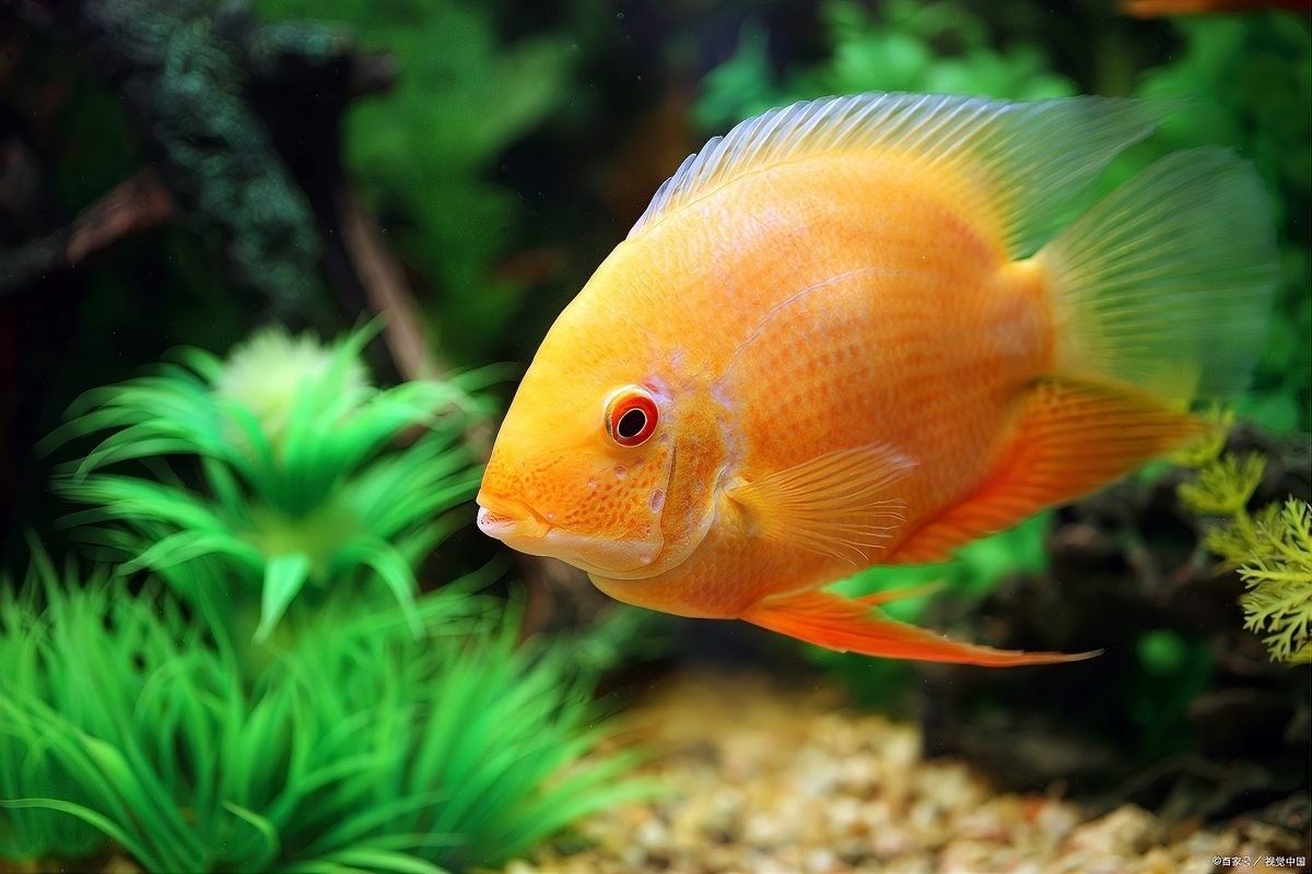 如何判斷七彩雷龍魚是否健康（七彩神仙健康狀況異常的幾種表現）