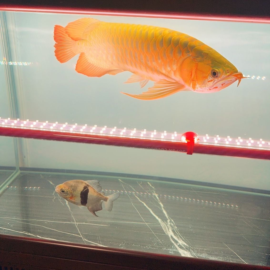 養了4年的龍魚，大神們幫我看看（養了4年的龍魚，大神們幫我看看，本文旨在探討和分享個人養龍魚的經驗與心得）