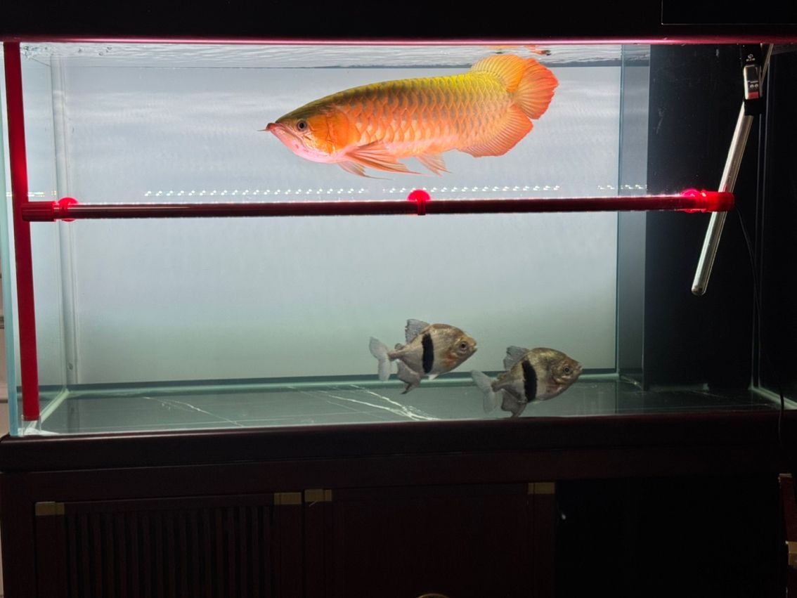養了4年的龍魚，大神們幫我看看（養了4年的龍魚，大神們幫我看看，本文旨在探討和分享個人養龍魚的經驗與心得）