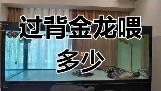 龍魚缸養魟魚需要注意什么（魚缸養魟魚需要注意的要點）